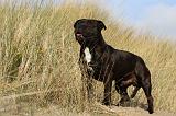 STAFFIE 299